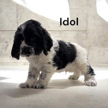 puppy, for, sale, Cocker Spaniel, Joe & Cherri  Overlease, dog, breeder, Miller, MO, dog-breeder, puppy-for-sale, forsale, nearby, find, puppyfind, locator, puppylocator, aca